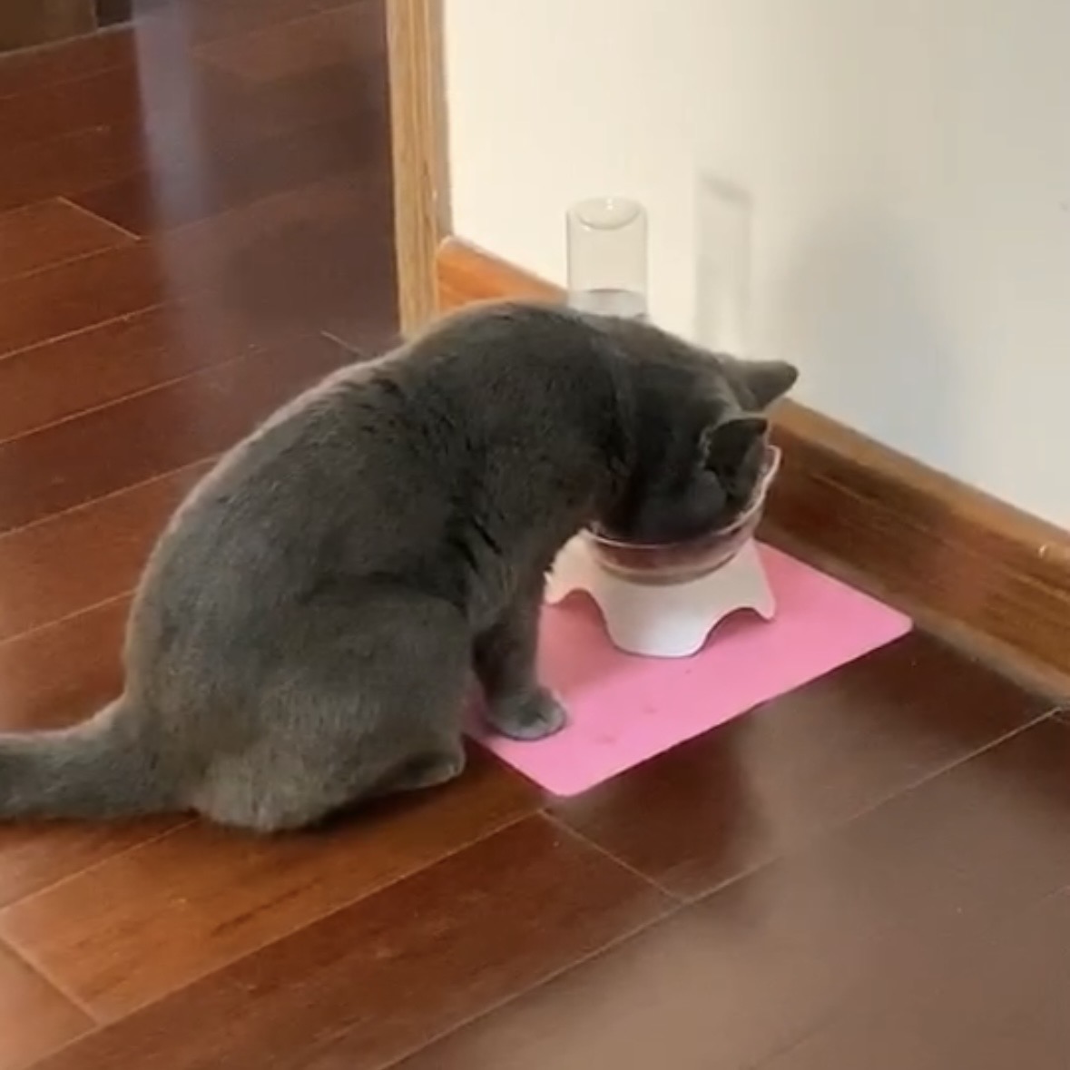 I recorded this sound while my cat was eating. He eats dry cat food, so you can hear him crunching it and the sound of him swallowing the food.