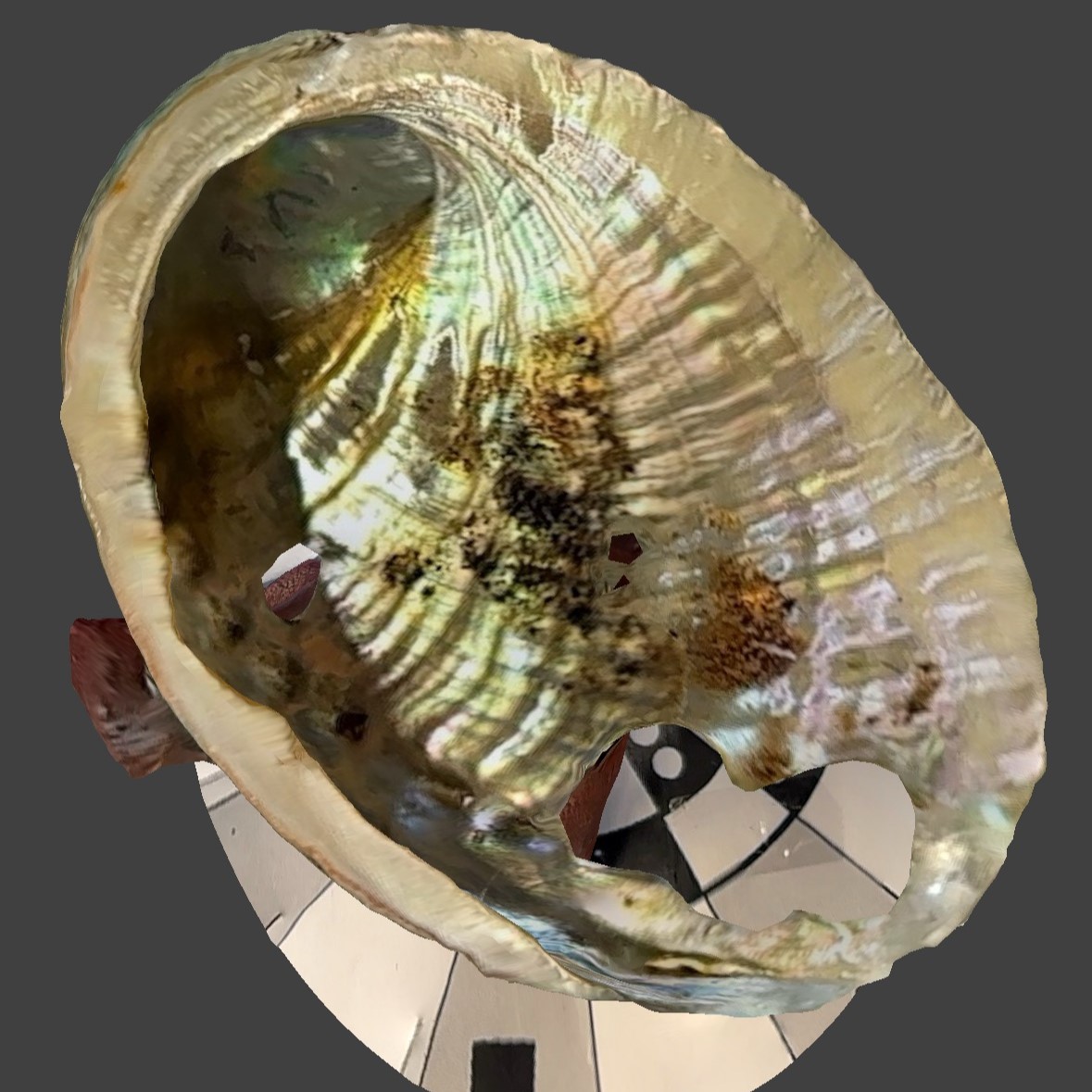 I lowered the lights in the chamber and scanned the abalone shell as many angles as I could, and slowly. This time it was better than the first time, but when we rotated the angle, we could still see a large hole in the abalone shell. So I need to think about better lighting methods and scanning methods.