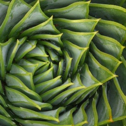 HMW:
How might we bring natural or plant-inspired elements into interactive media to create calm, restorative experiences for users?
How might we design a multi-sensory environment that reconnects people with nature through sound, color, and movement?